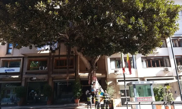 Una talea dell’albero di Giovanni Falcone nel cortile della scuola di Simeri Crichi