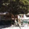 Una talea dell'albero di Giovanni Falcone nel cortile della scuola di Simeri Crichi
