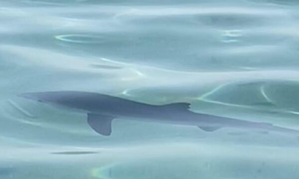 Simeri Mare, un cucciolo di verdesca nuota a riva tra la curiosità dei bagnanti